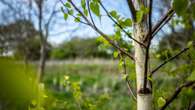 Best planting season yet for Northern Forest as 1.9m trees go in the ground