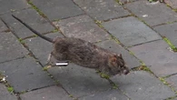 Rat-astrophe: Claims for rodent-related vehicle damage on the rise, says insurer