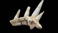 Dinosaur with elaborate armour and spikes one of the ‘strangest ever discovered’