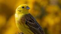 ‘Iconic birds’ feature among top images in national park photography competition