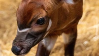 Birth of rare female eastern mountain bongo ‘significant milestone’ for species