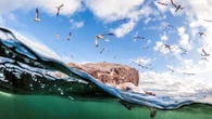 Bird flu-surviving gannets continue to breed but birth rate down, study finds