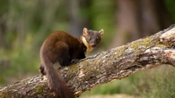 Pine martens released in scheme to restore lost native species to Exmoor
