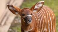 Zoo staff celebrate birth of critically-endangered mountain bongo calf