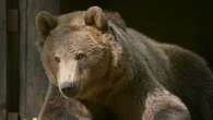 Boki the bear ‘not out of the woods’ yet after successful brain surgery