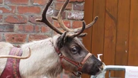Animal welfare groups call for end to live reindeer displays at festive events