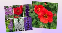 This Chelsea Flower Show plant bundle has 50% off