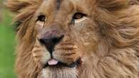 Animal sanctuary opens ‘forever home’ for five lions rescued from Ukraine