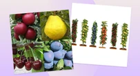 Bag four mini patio fruit trees for under £10