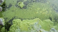 Year’s first cases of blue-green algae confirmed in Lough Neagh
