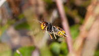 Asian hornets eating wide range of insects in ‘extra threat’ to wildlife – study