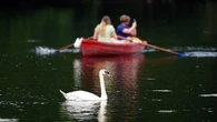 Fact check: Are migrants catching and eating swans and carp?