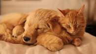 If you want your new puppy to get along with your cat, introduce them gradually