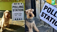 Dogs pose outside polling stations as owners urge voters to do ‘civic duty’