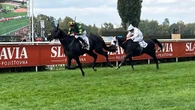 Stumptown the pride of Ireland with Velka Pardubicka triumph