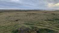 Falkland Islands ‘were covered in lush rainforest up to 30 million years ago’