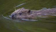 Locals invited to share views on reintroduction of beavers to Loch Ness area