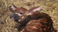 ‘Major success’ as endangered bongo calf born at Woburn Safari Park