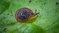 Snails on ‘edge of extinction’ released into wild after UK breeding success