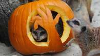 In Pictures: Animals enjoy smashing time with pumpkins before Halloween