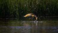 Brown trout can pass beaver dams, study finds