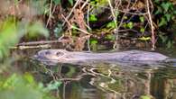 ‘Lethal control’ must be option if beaver releases approved, NFU boss says