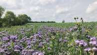 Government under fire over abrupt closure of key nature-friendly farming scheme