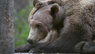 Zoo ‘in awe’ of Boki the brown bear’s progress after pioneering brain surgery