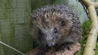 National conservation strategy launched to halt declining hedgehog numbers