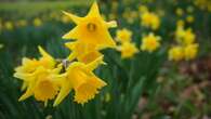 Public urged to help map daffodils and hunt for rare varieties this spring