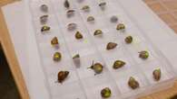 Snails bred in Edinburgh sent to French Polynesia to restore population