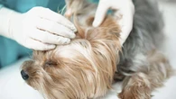 Vets could face medicines price cap in competition probe