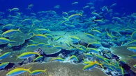 Chagos Islands’ ‘pristine ocean’ must be protected, warns Emily Thornberry