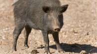 Pigs that were illegally released in the Cairngorms are captured and culled