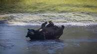 Family of black bears play on frozen lake at park enclosure amid cold snap