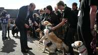 William surprised by cheeky Labrador during college visit