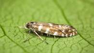 Nature lovers urged to join hunt for rare miniscule moth in Scottish mountains