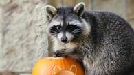 Fourth escapee racoon caught and returned to zoo