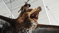 Giant sculpture of Gandalf riding an eagle to be removed from Wellington Airport