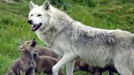 Reintroducing wolves could expand woodland areas and reduce CO2 – study