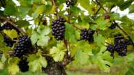 Supermarket trials selling grapes with flavour and texture labels