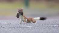 Project to remove invasive stoats from Orkney boosting native wildlife – RSPB