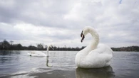 Farage claim that migrants are eating swans rejected by Royal Parks