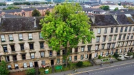 Glasgow’s ‘Argyle Street Ash’ wins Tree of the Year 2025 as wildcard entry