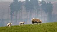 Small farms in national parks missed out on nature-friendly cash, warn MPs