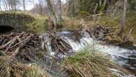 ‘When you put them back our wildlife blossoms’ – How beavers help nature, and us