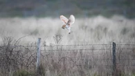 Barn owl breeding success for third year in a row on Co Down farm