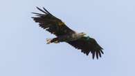 White-tailed eagles breed in Northern Ireland for first time in 150 years