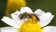 Threats ‘mounting’ for wild bee and butterfly species in Europe, experts warn