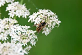 Why are there so many wasps around – and what should I do if they sting me?